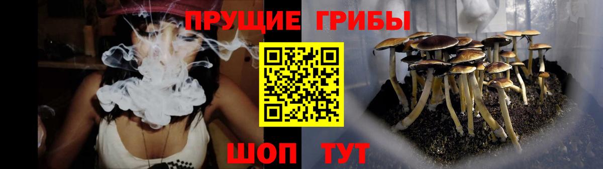 Галлюциногенные грибы Psilocybine cubensis Заводоуковск